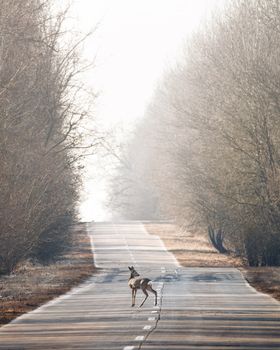 A lone deer crosses a quiet, mist-covered road lined with bare trees on a winter's day.