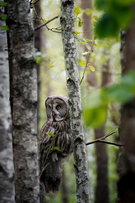 Fotomural Un gran búho gris mimetizándose con un bosque de abedules, demostrando así su capacidad natural de camuflaje.