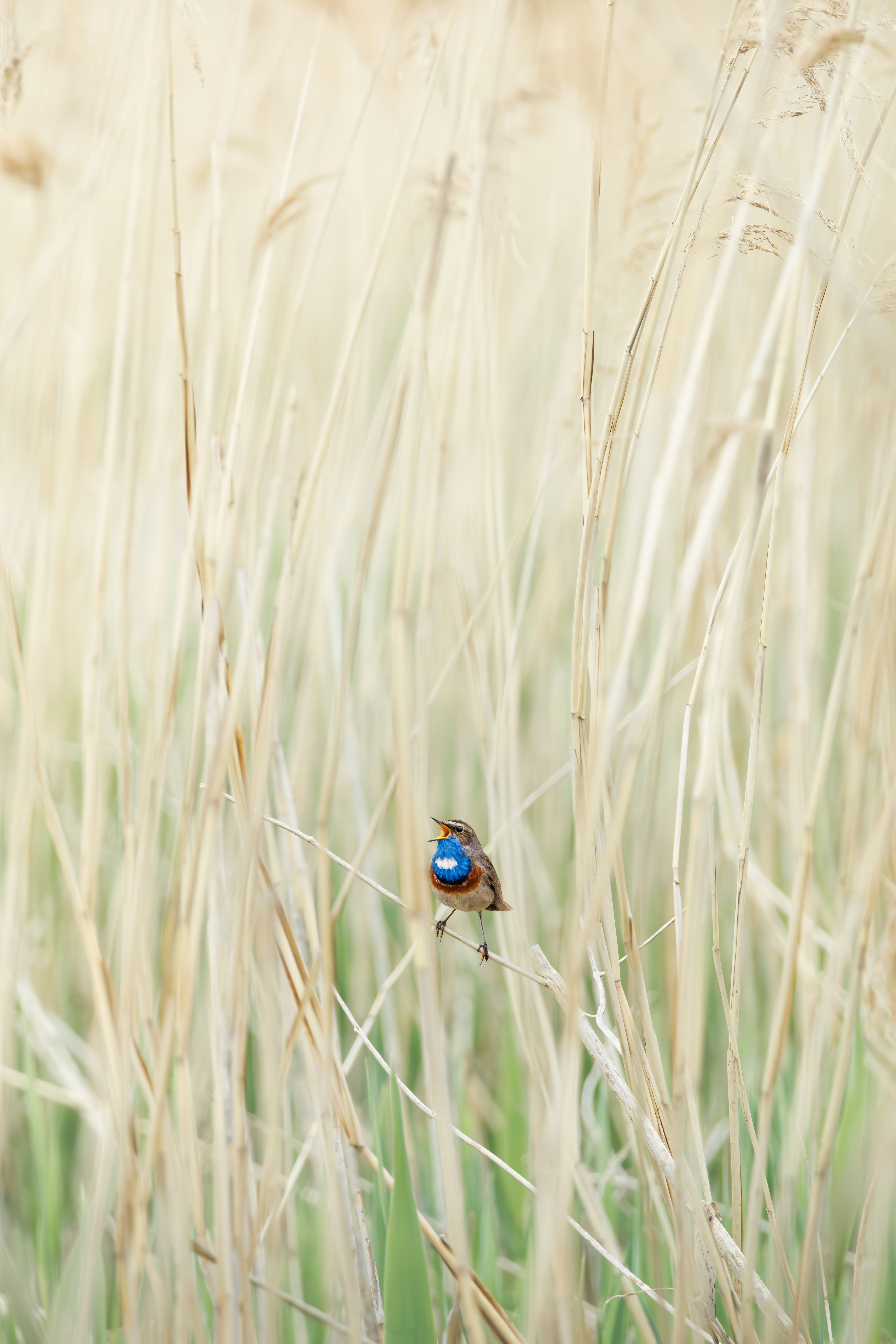 A Bluethroat bird perched among tall grass, showcasing its vibrant blue throat plumage.