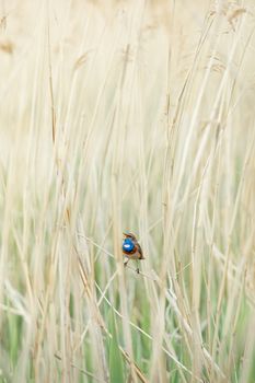 A Bluethroat bird perched among tall grass, showcasing its vibrant blue throat plumage.