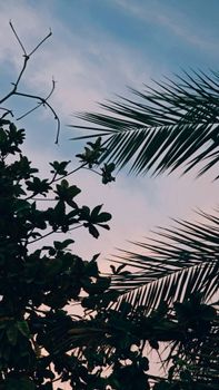 Silhouette of palm tree leaves and branches during twilight time with a colorful sky.