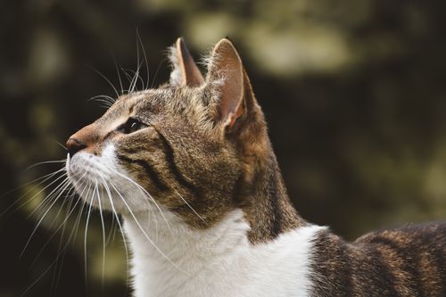 Free A detailed side profile of a domestic cat with sharp focus and blurred background, captured outdoors. Stock Photo