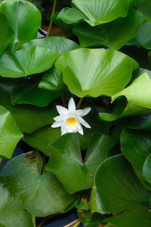 Free A vivid white lotus flower blooming amidst green leaves, showcasing nature's beauty. Stock Photo