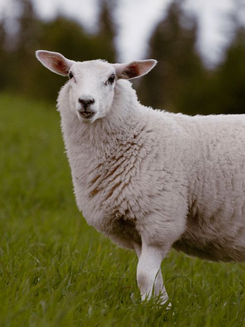Free A young sheep stands in a lush green meadow in Norway, showcasing its serene beauty. Stock Photo