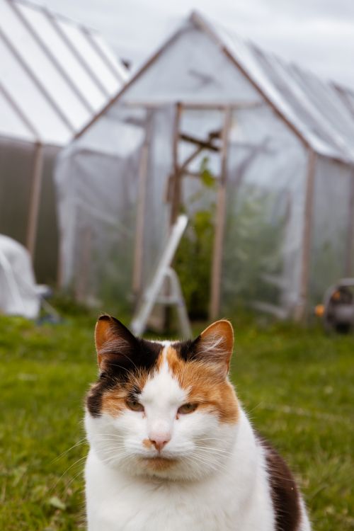 Free A calico cat sits on green grass near transparent greenhouses in Norway. Stock Photo