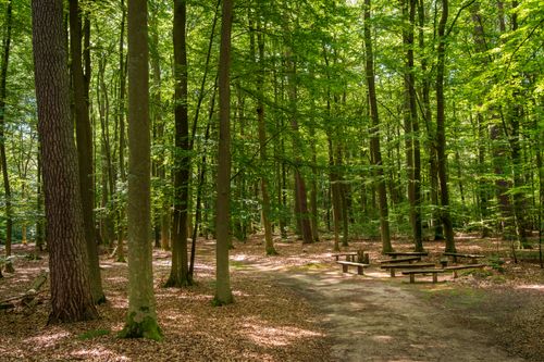 Free A tranquil path through a lush beech forest with benches invites quiet reflection and nature observation. Stock Photo