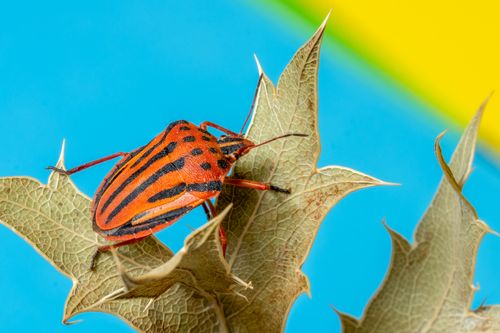Free Vibrant macro shot of a striped stink bug on a thistle leaf against colorful background. Stock Photo