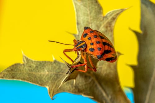 Free Close-up image of an orange stink bug with black stripes on a thistle leaf against a vibrant background. Stock Photo