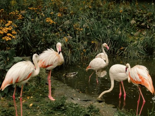 Free Vibrant flamingos wading in a natural pond surrounded by lush greenery in Bayreuth, Germany. Stock Photo
