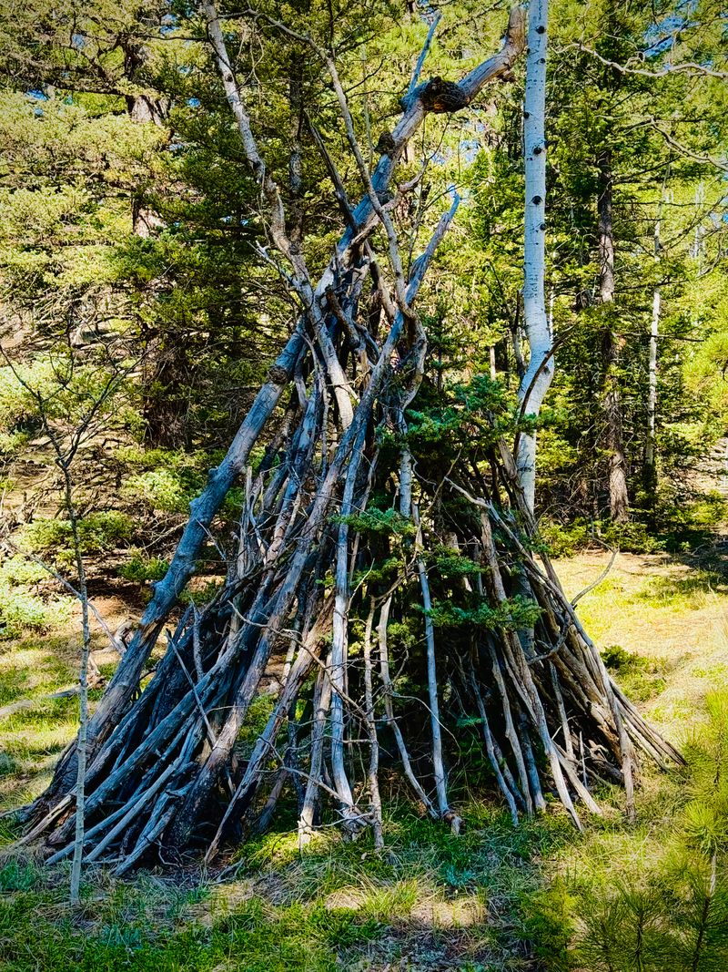 Rustic wilderness shelter built during a field course