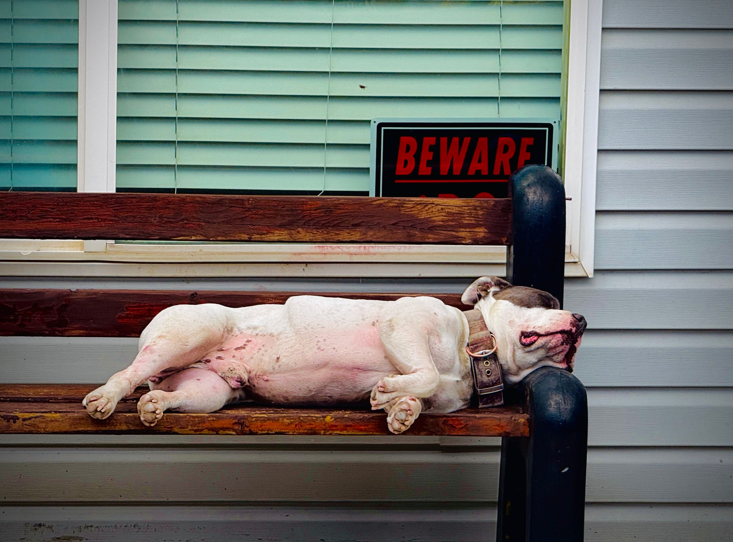 The True Signs of an Overtired Dog