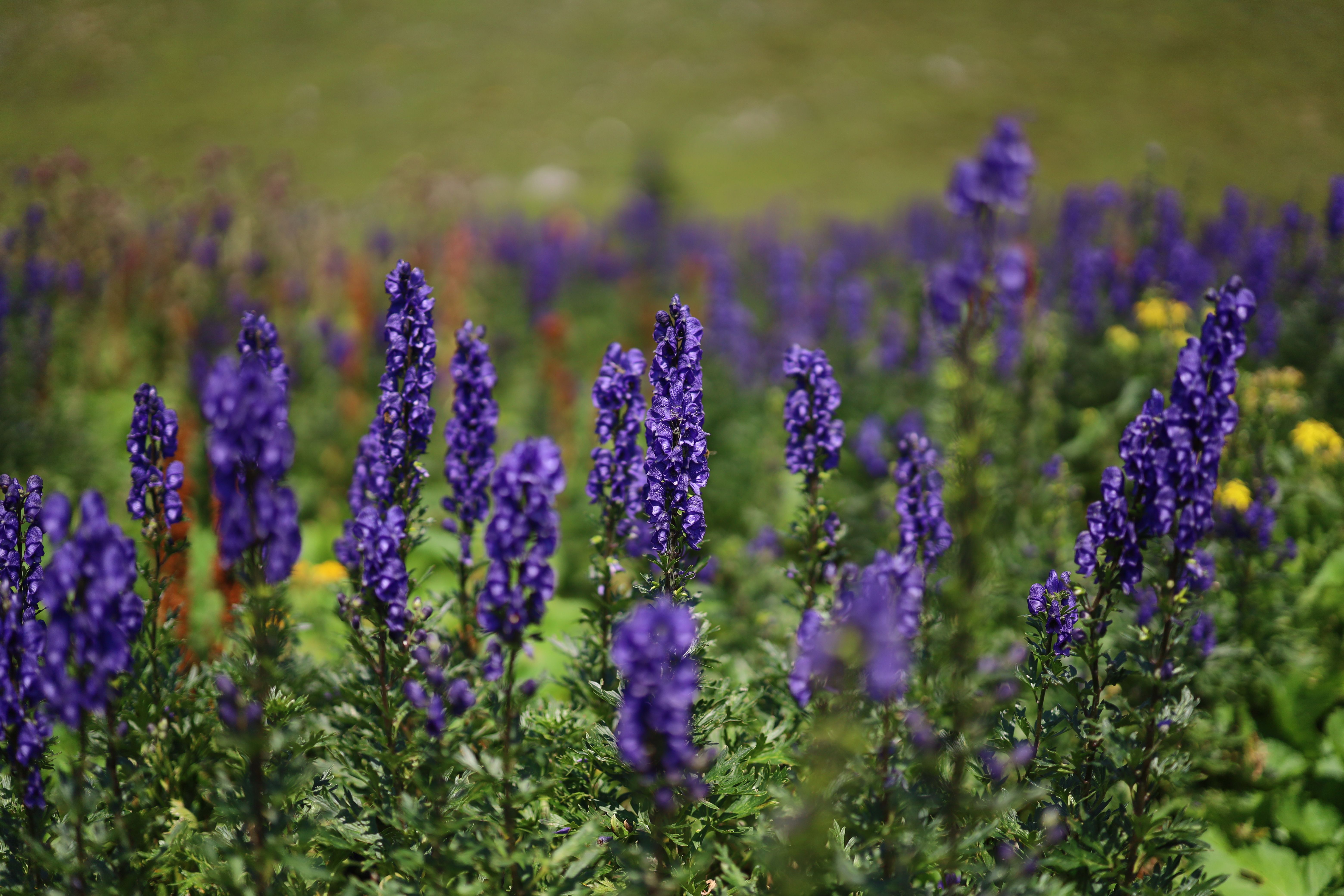 [ColoSach]-close-up-of-blooming-purple-delphinium-flowers-in-a-lush-outdoor-setting.