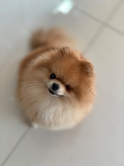 Free Brown Pomeranian Puppy  Stock Photo