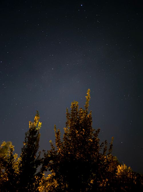 Free A serene view of a clear starry night sky with silhouetted trees capturing the beauty of nature. Stock Photo