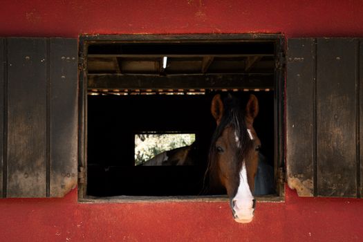 A brown horse peeks outside through a red barn window, highlighting rural life in Mairiporã, Brazil.