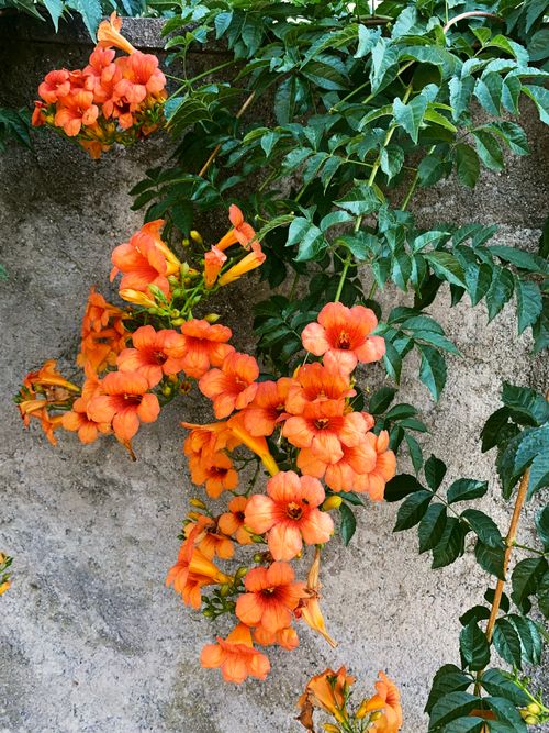Free Bright orange trumpet creeper flowers bloom vibrantly against a textured wall, creating a striking visual contrast. Stock Photo
