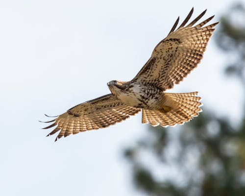 Gratuit Imagine de stoc gratuită din animal, aripi, aripile răspândite Fotografie de stoc