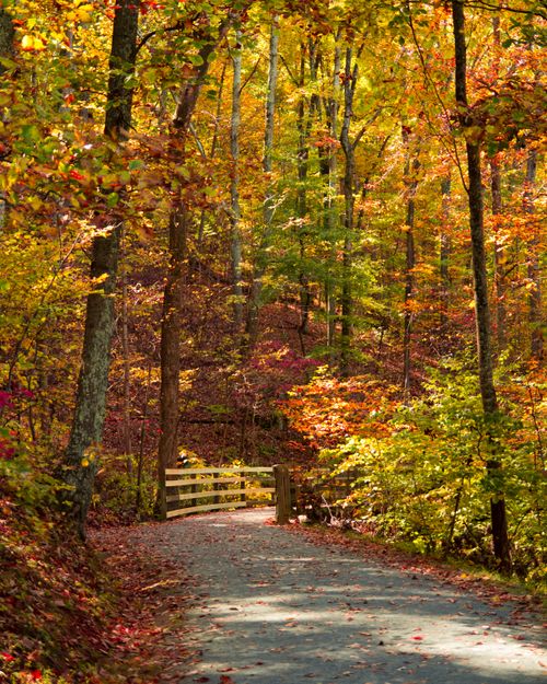Free stock photo of autumn, autumn color, fall Stock Photo