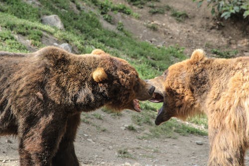 Free stock photo of alaska, bears, fighting