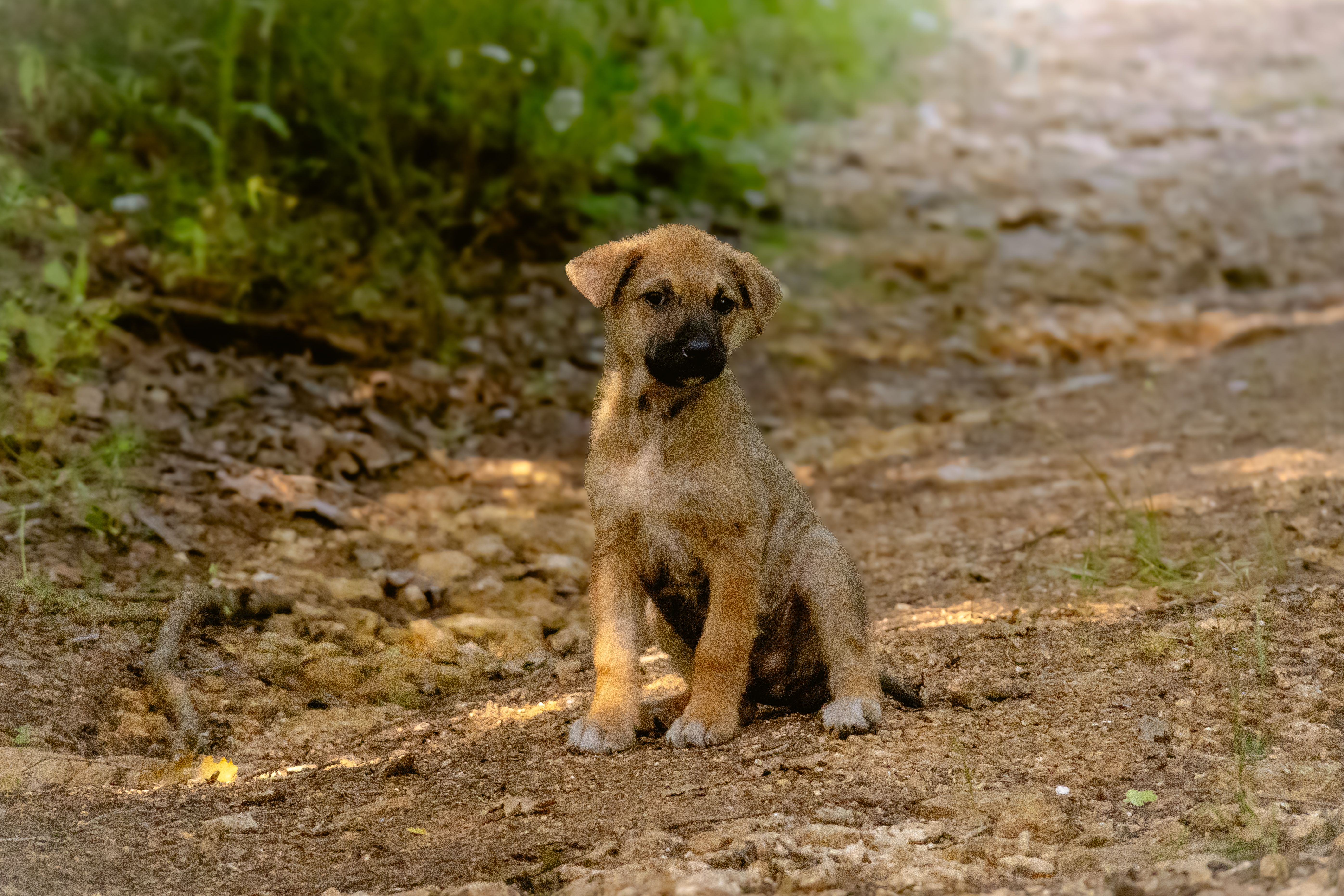 Healthcare and wellness consultation for a dog