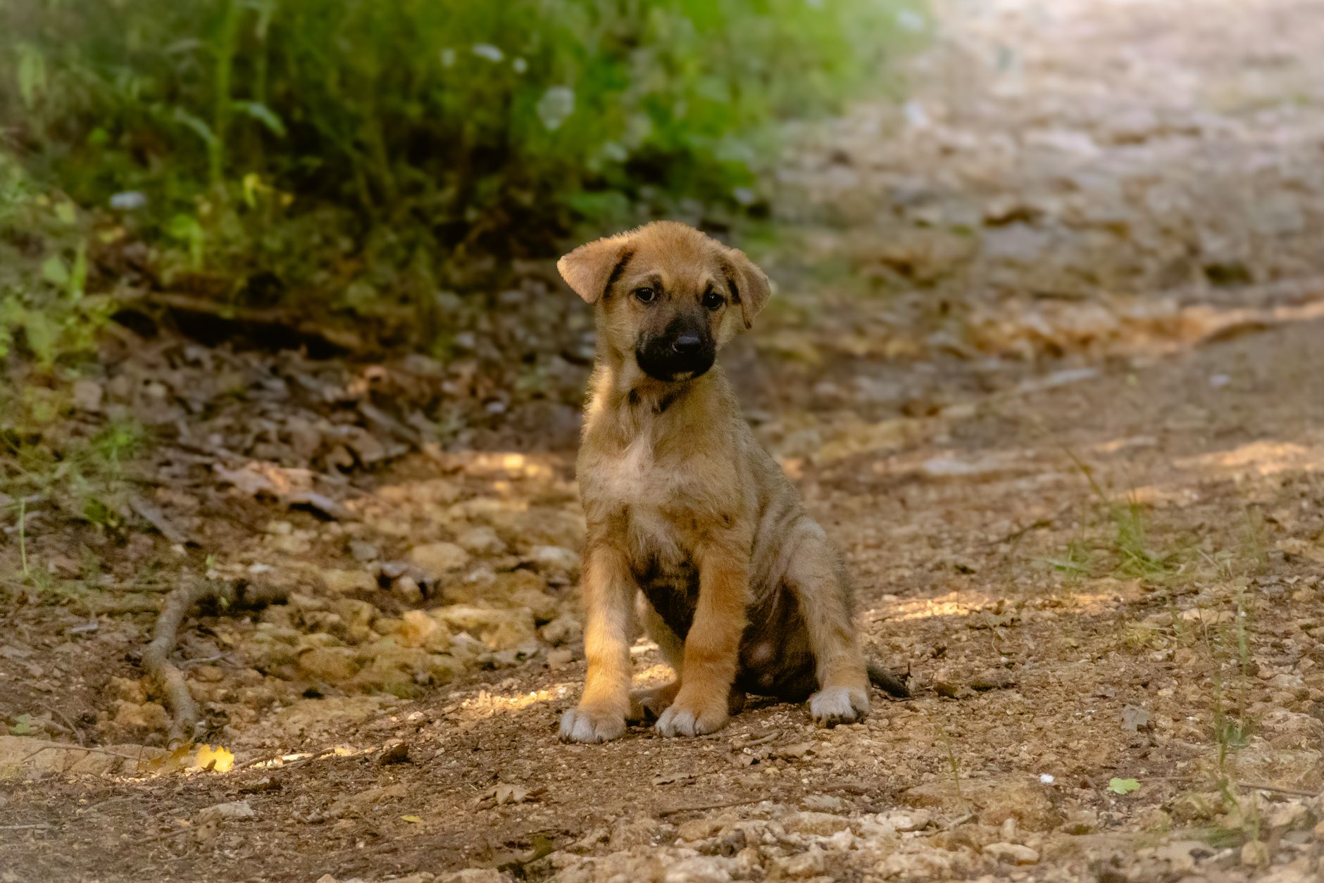Healthcare and wellness consultation for a dog