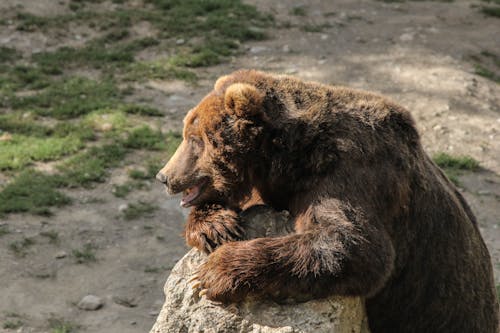 Základová fotografie zdarma na téma Aljaška, dráp, medvěd