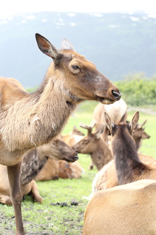 Free stock photo of alaska, animal, headshot