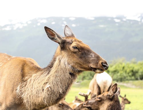 Free stock photo of alaska, animal, headshot