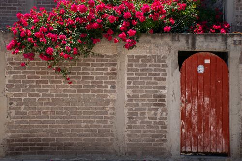 Free Aesthetic brick wall with vibrant bougainvillea and rustic red wooden door. Stock Photo
