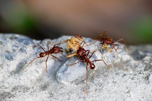 Free Close-up of red leafcutter ants carrying leaf pieces on a rock, showcasing teamwork in Monterrey, Mexico. Stock Photo