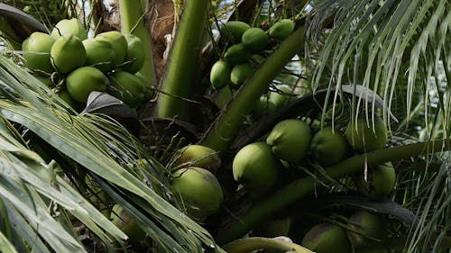 Kostnadsfri bild av kokosnöt, löv, mat