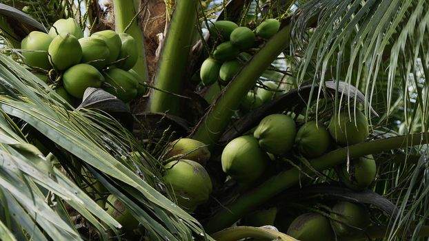 Close-up of vibrant green coconuts growing on a palm tree in Vietnam's tropical climate.