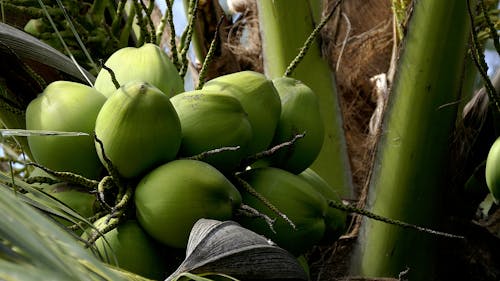 Kostnadsfri bild av kokosnöt, mat, närbild