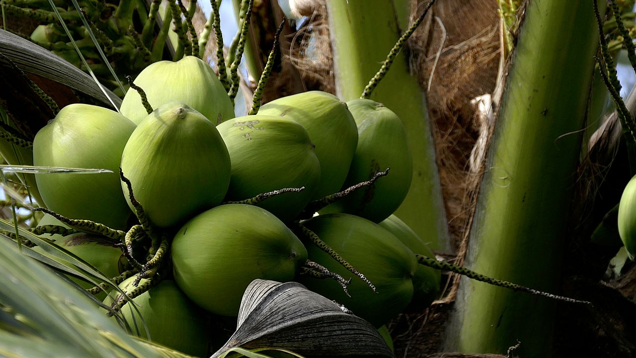 close up of green coconuts growing on a palm tree in vietnam