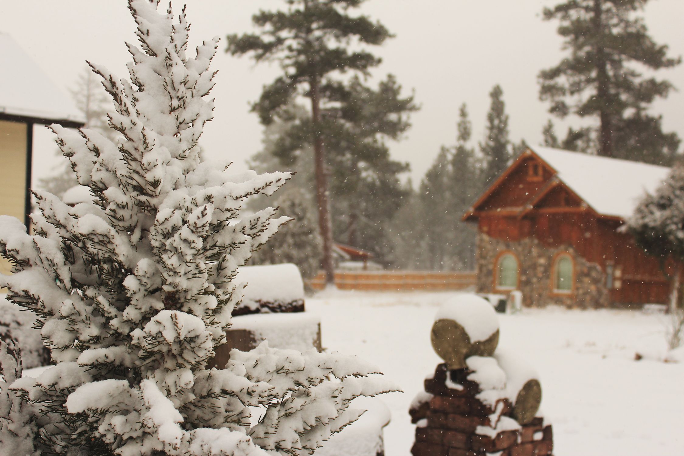 A cozy cabin amidst snow-covered trees in Big Bear Lake, California, capturing winter's serene beauty.