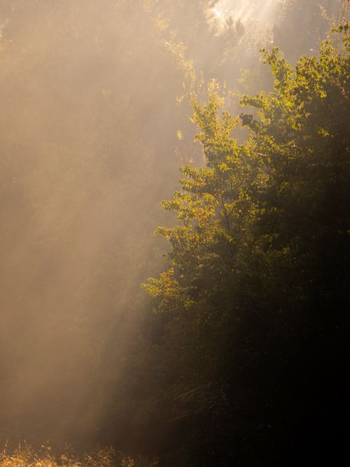 Free Sunrays filter through trees in a serene Texas forest during golden hour, creating a warm, peaceful atmosphere. Stock Photo