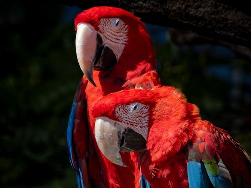 Free Two vibrant scarlet macaws perched together showing vivid colors in Texas, USA. Stock Photo