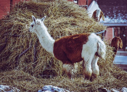 White and Brown Llama Eating Hay