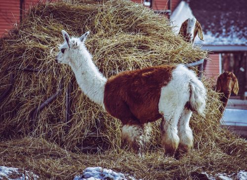 Free Llama and goats feeding on hay in a rustic farm setting outdoors. Stock Photo
