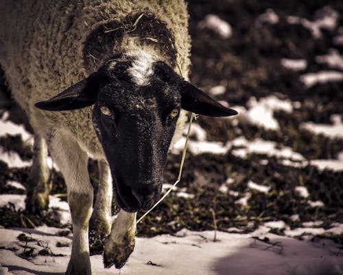 Black and White Sheep on Brown Soil
