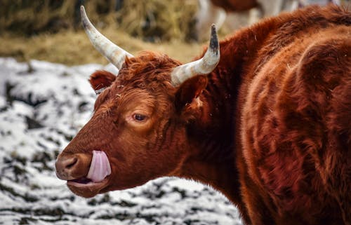 Free Portrait Of A Brown Cow Stock Photo