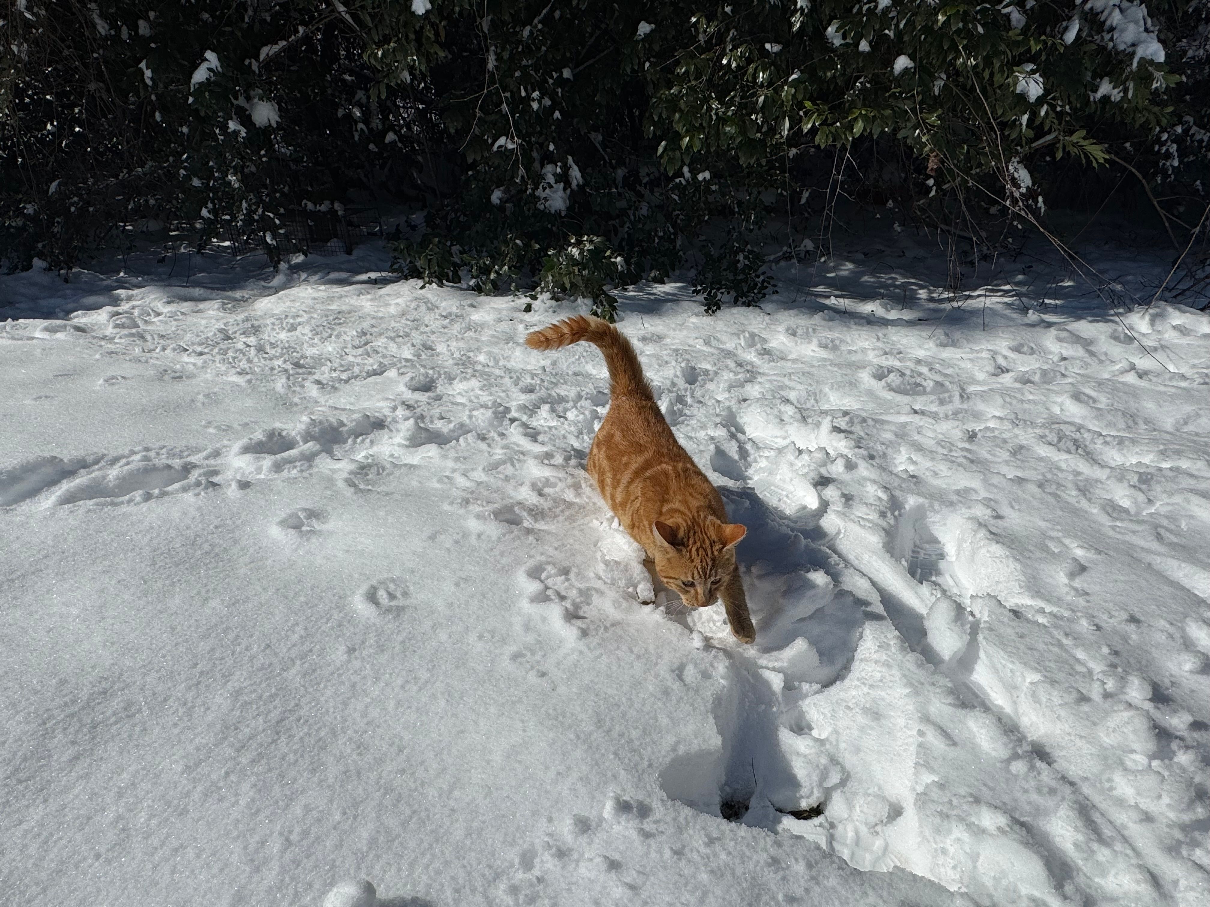 Ginger cat exploring the snowy outdoors in Leesburg, Georgia.