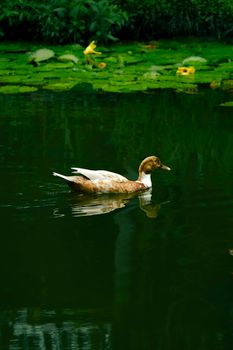 A peaceful scene of a duck swimming across a tranquil pond surrounded by lily pads.