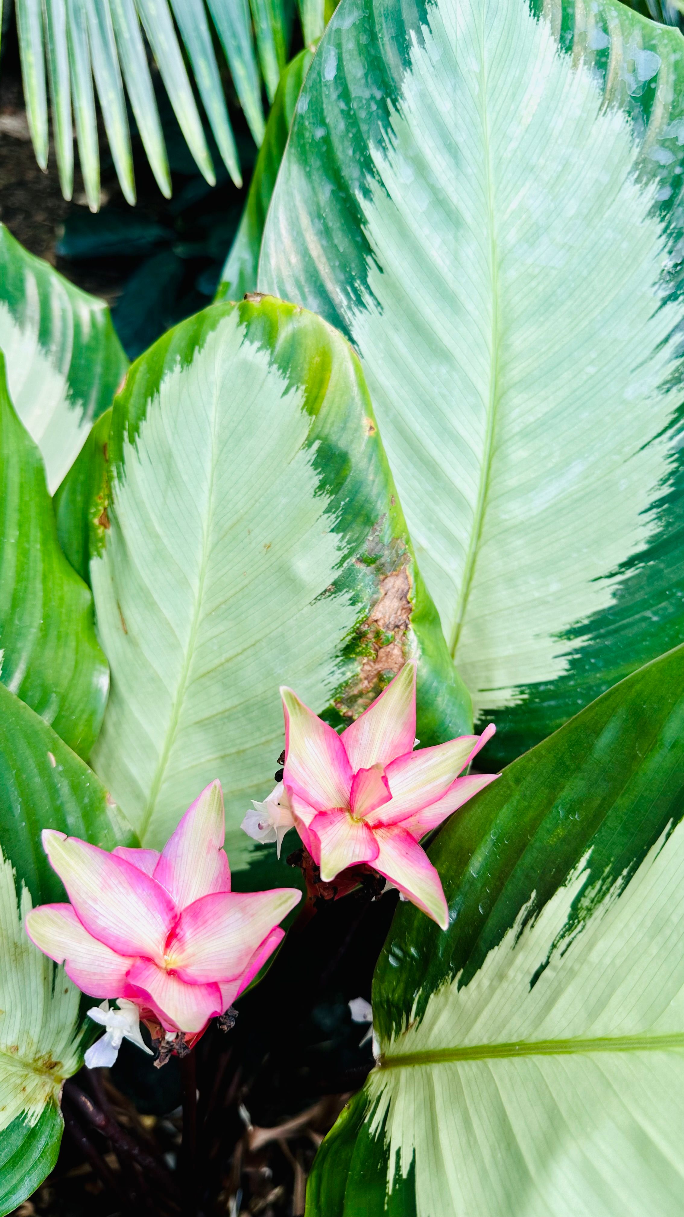 [ColoSach]-close-up-of-vibrant-pink-ginger-flowers-blooming-amidst-lush-green-tropical-foliage.