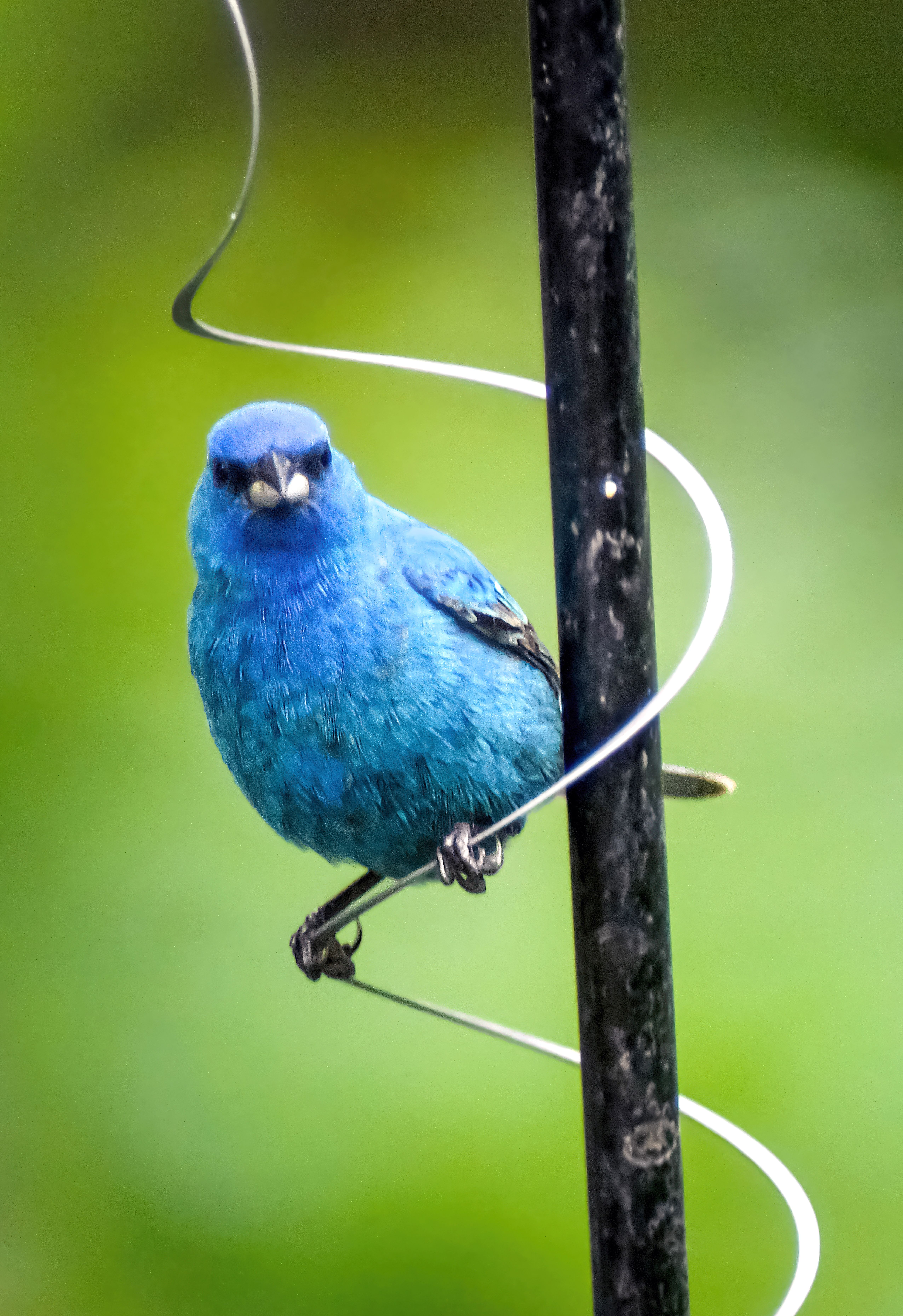 An indigo bunting perched on a branch showcases its vivid blue plumage against a soft green background.