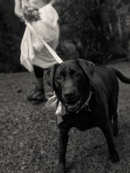 A bride's dog on a leash during an outdoor wedding, symbolizing companionship.