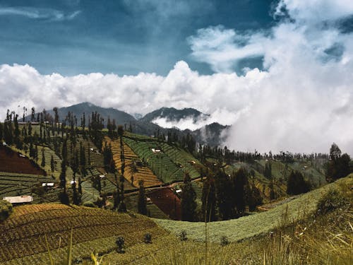 Ingyenes stockfotó domb, ég, fák témában