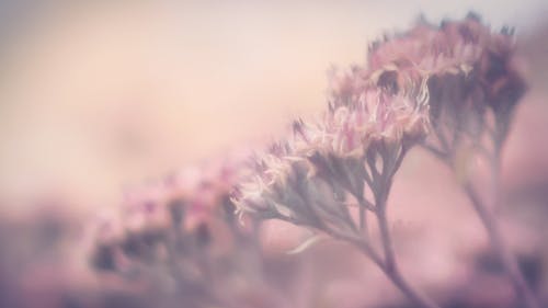 Free stock photo of flowers, mauve