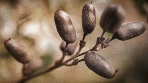 Fotobanka s bezplatnými fotkami na tému makro, pád, rastliny