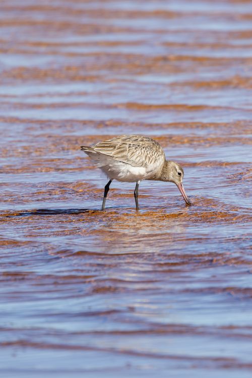 Free A bar-tailed godwit forages in the coastal waters of New South Wales, Australia. Stock Photo